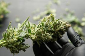 cannabis anatomy