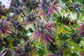oaksterdam university cannabis college