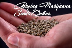 buying marijuana seeds online