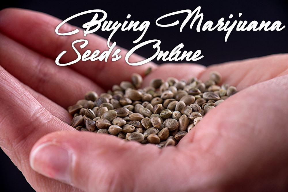 buying marijuana seeds online