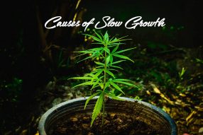 causes slow growthj marijuana plants