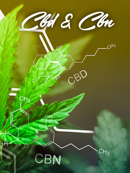 cbd cbn cannabis