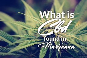 cbd marijuana