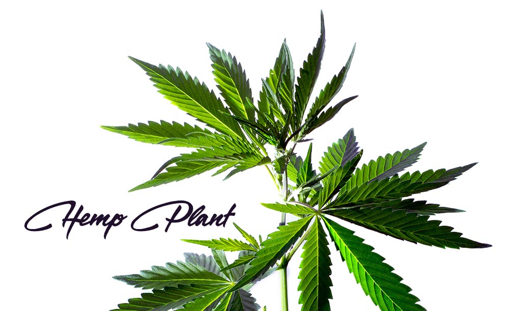 hemp plant