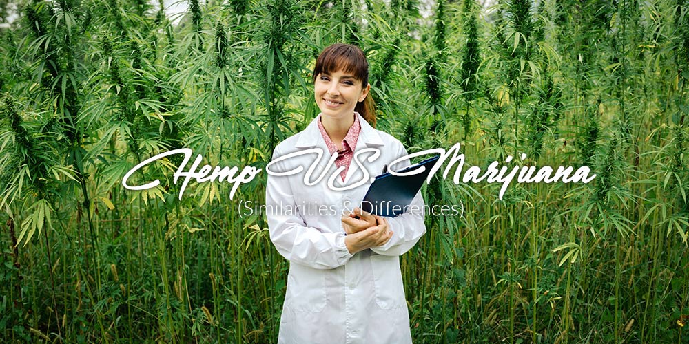 hemp vs marijuana