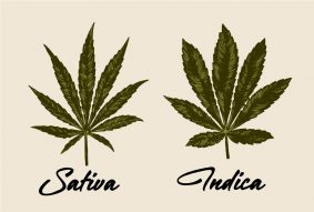 indica vs sativa