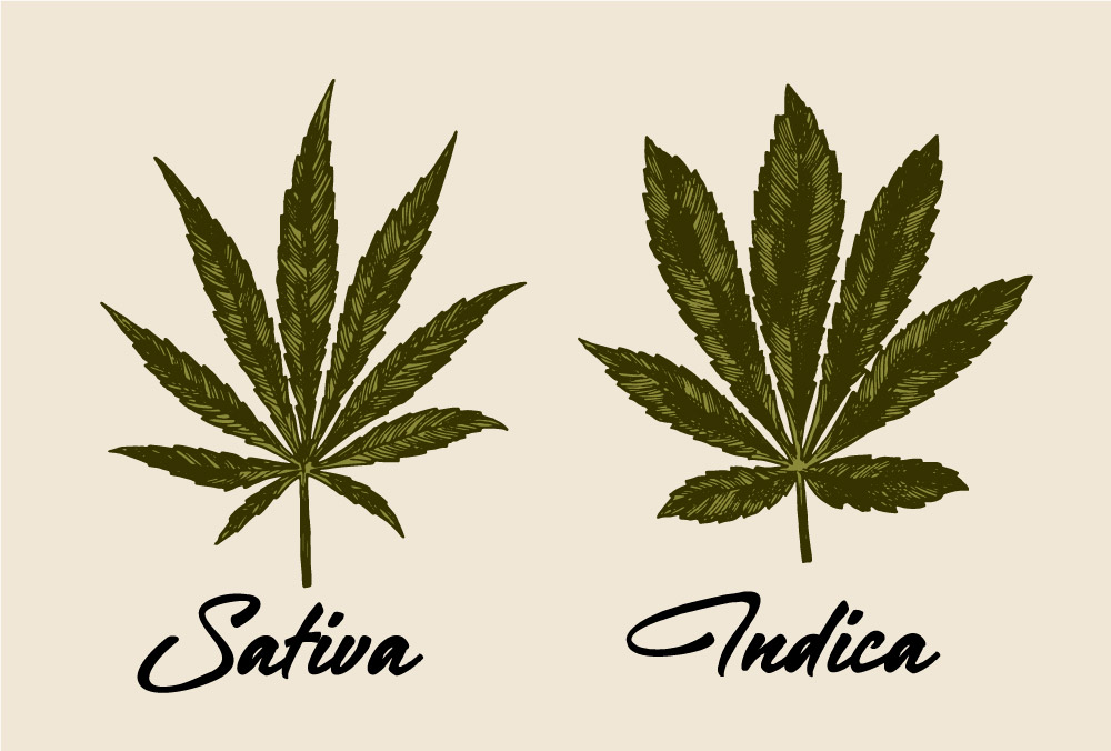 indica vs sativa
