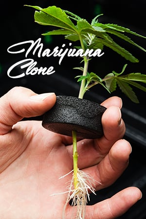 marijuana clone
