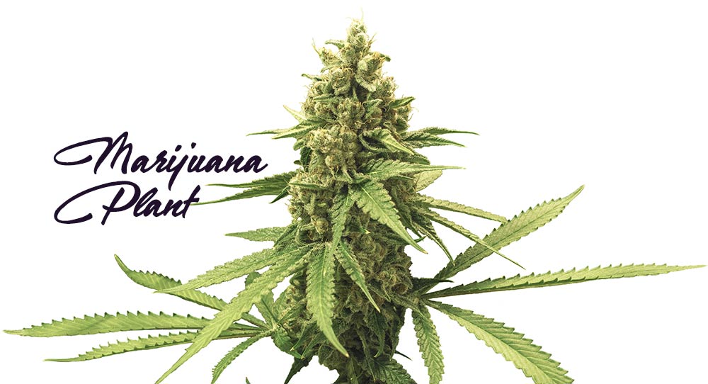 marijuana plant