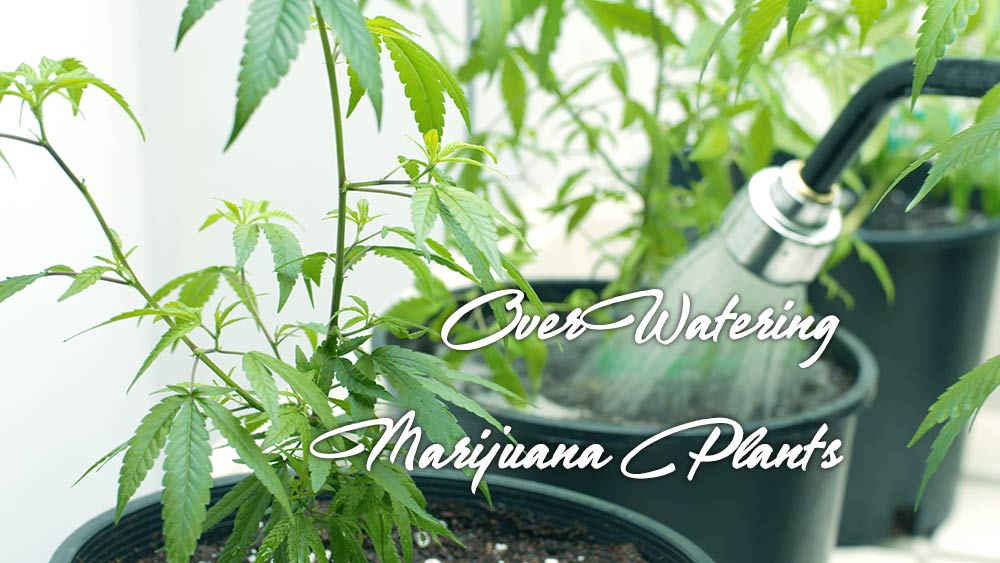 over watering marijuana plant