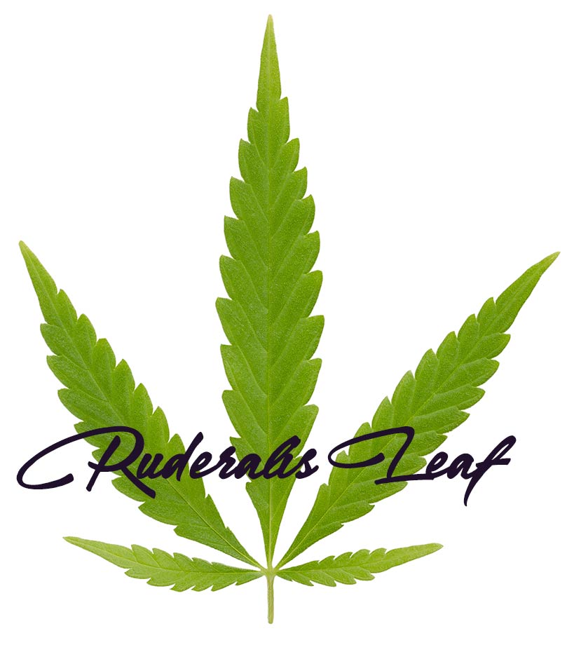 ruderalis leaf