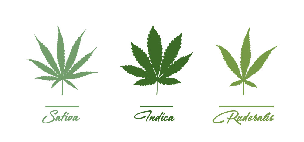 ruderalis sativa indica