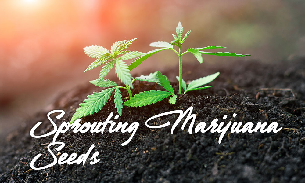 sprouting marijuana seeds