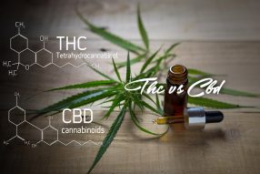 thc compared to cbd