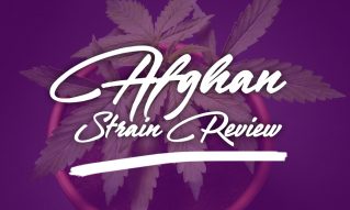 afghan strain review