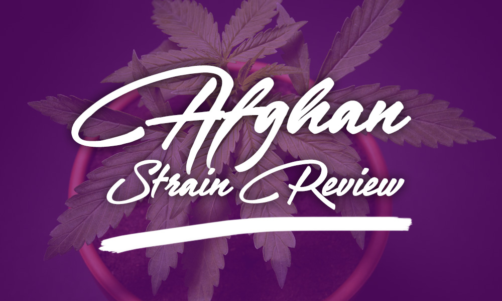 afghan strain review