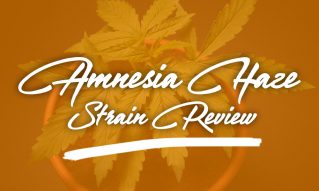 amnesia haze strain review