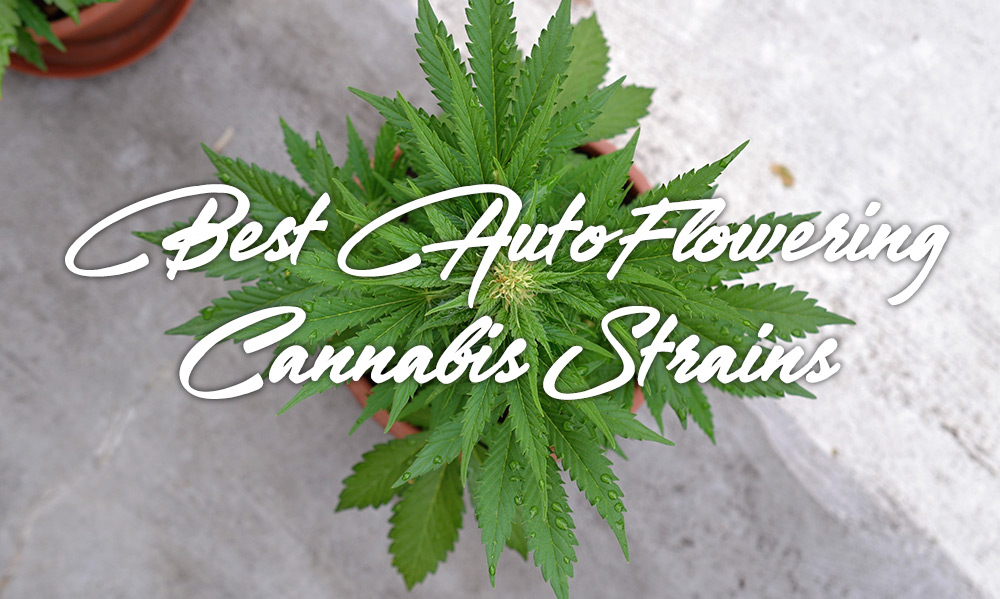 best autoflowering cannabis strains