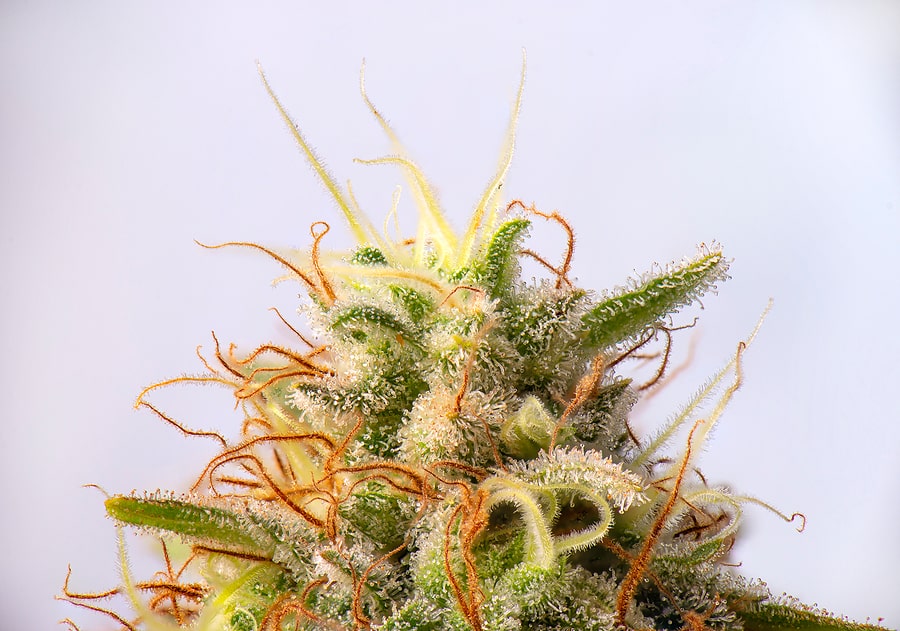 cannabis ancient greece