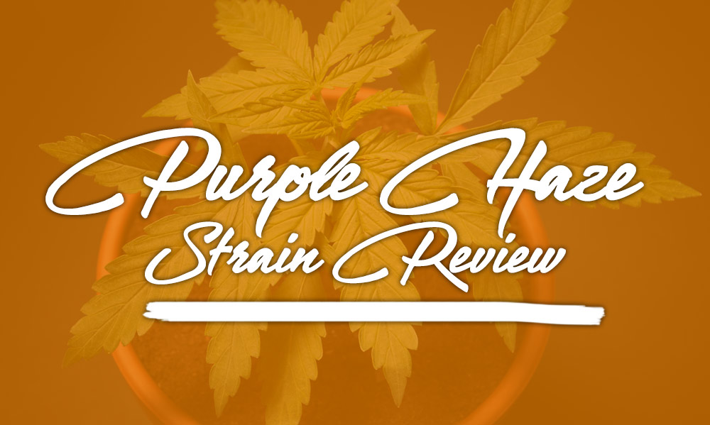 purple haze strain review