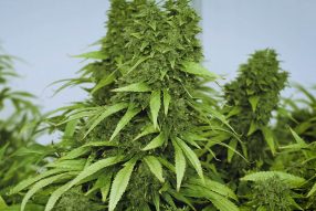 jack herer strain