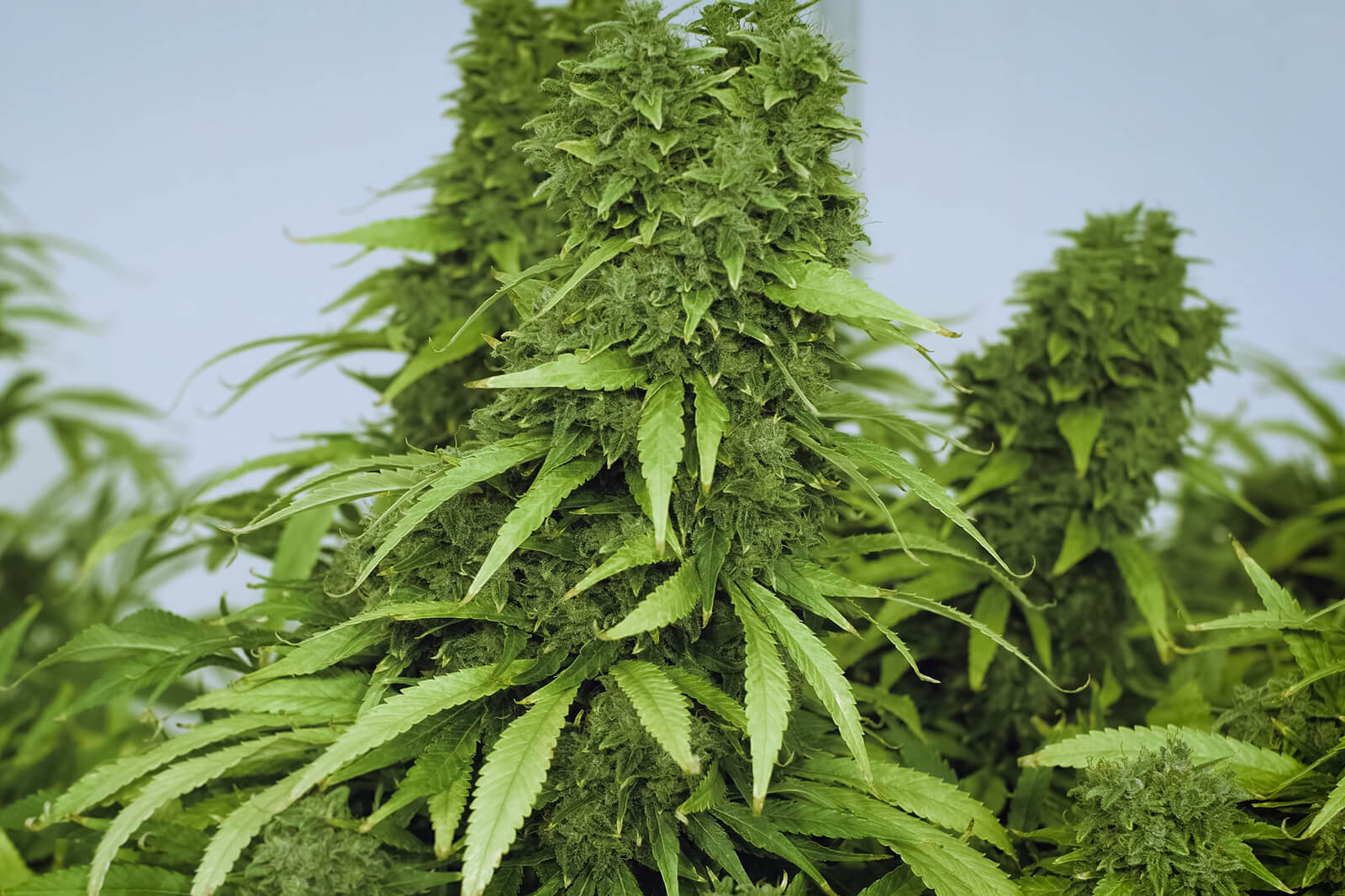 jack herer strain