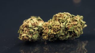 candy cane strain