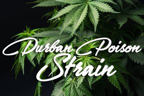 durban-poison-cannabis-strain