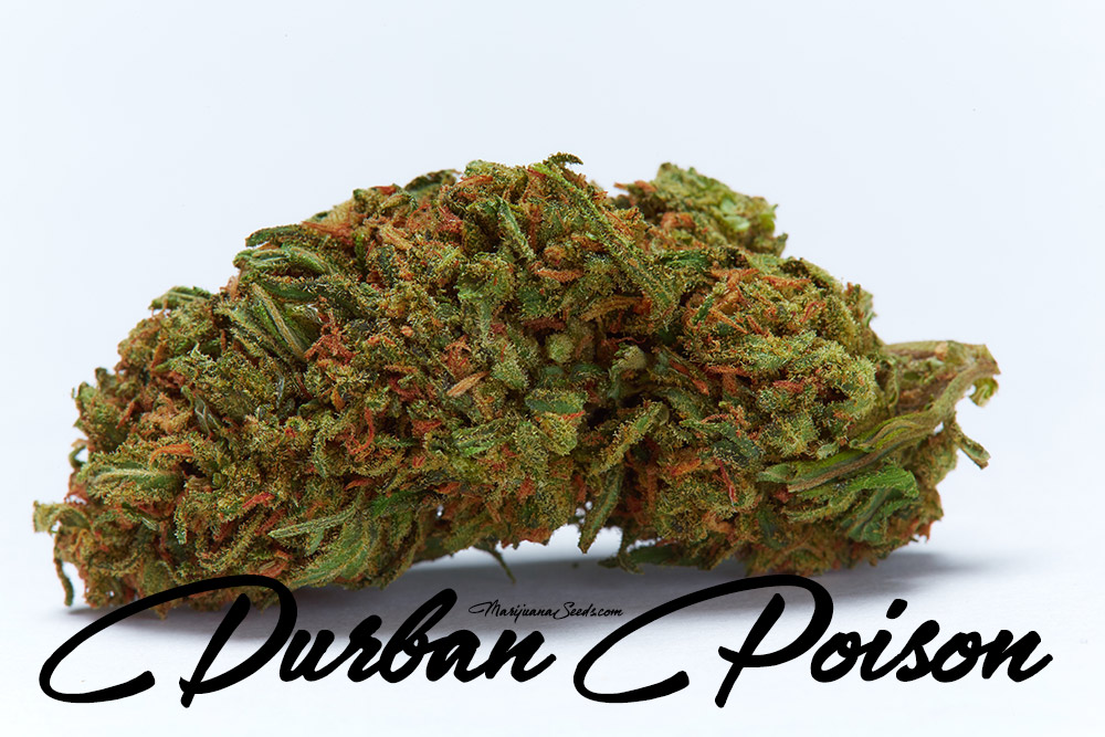 durban poison cannabis