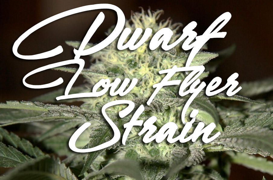 dwarf low flyer strain