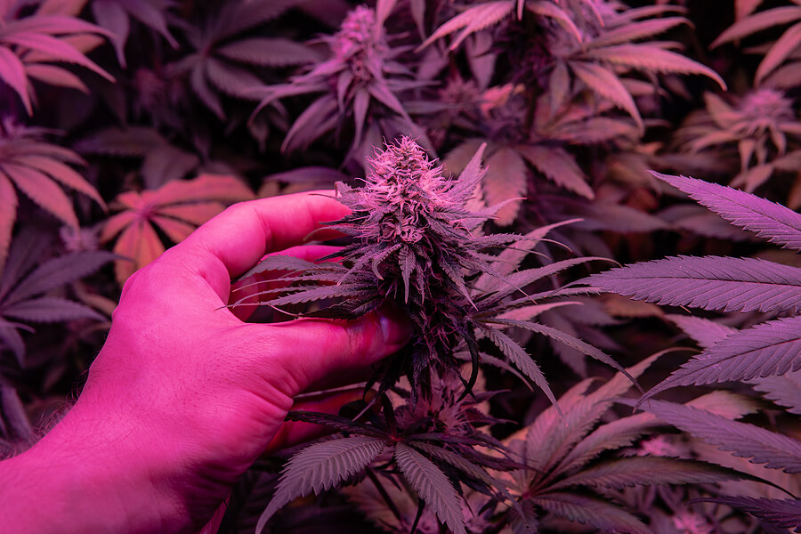 grape ape strain