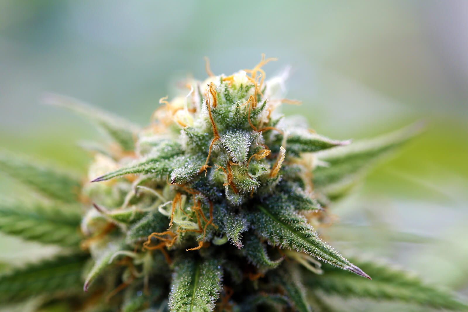 original skunk strain