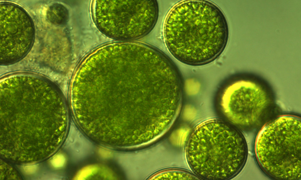 algae in hydroponics