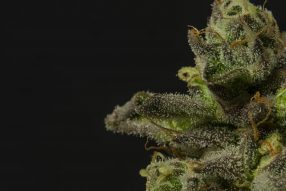 algae marijuana
