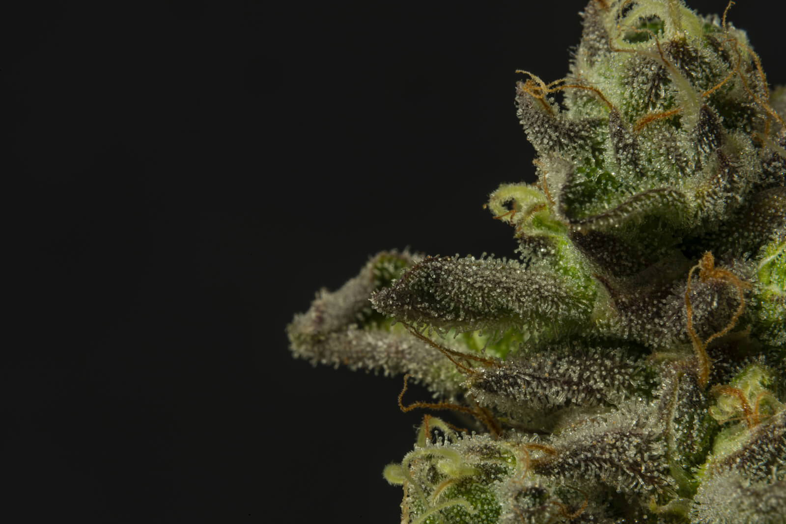 algae marijuana