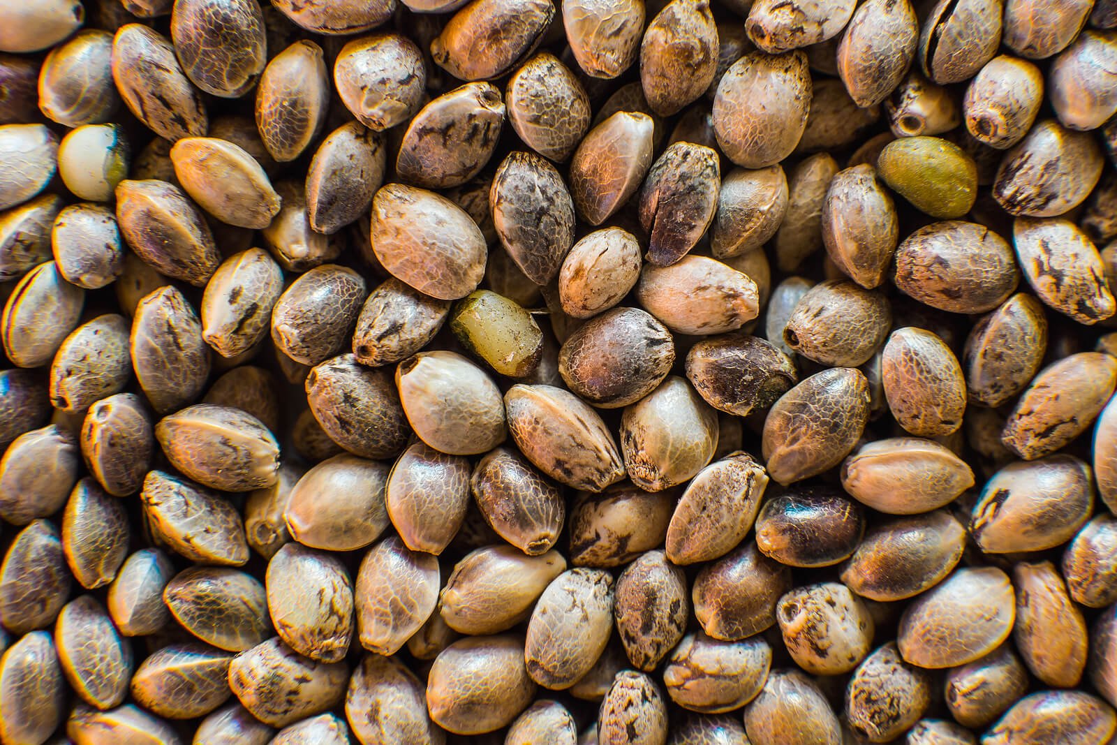 cannabis seedling
