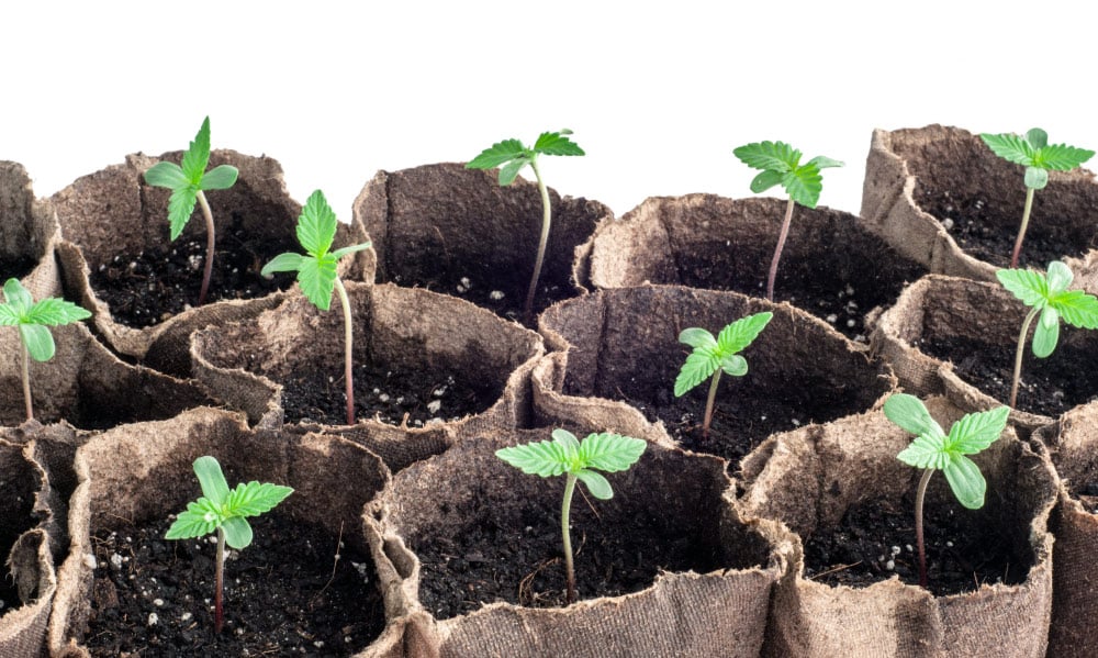 group of cannabis seedlings