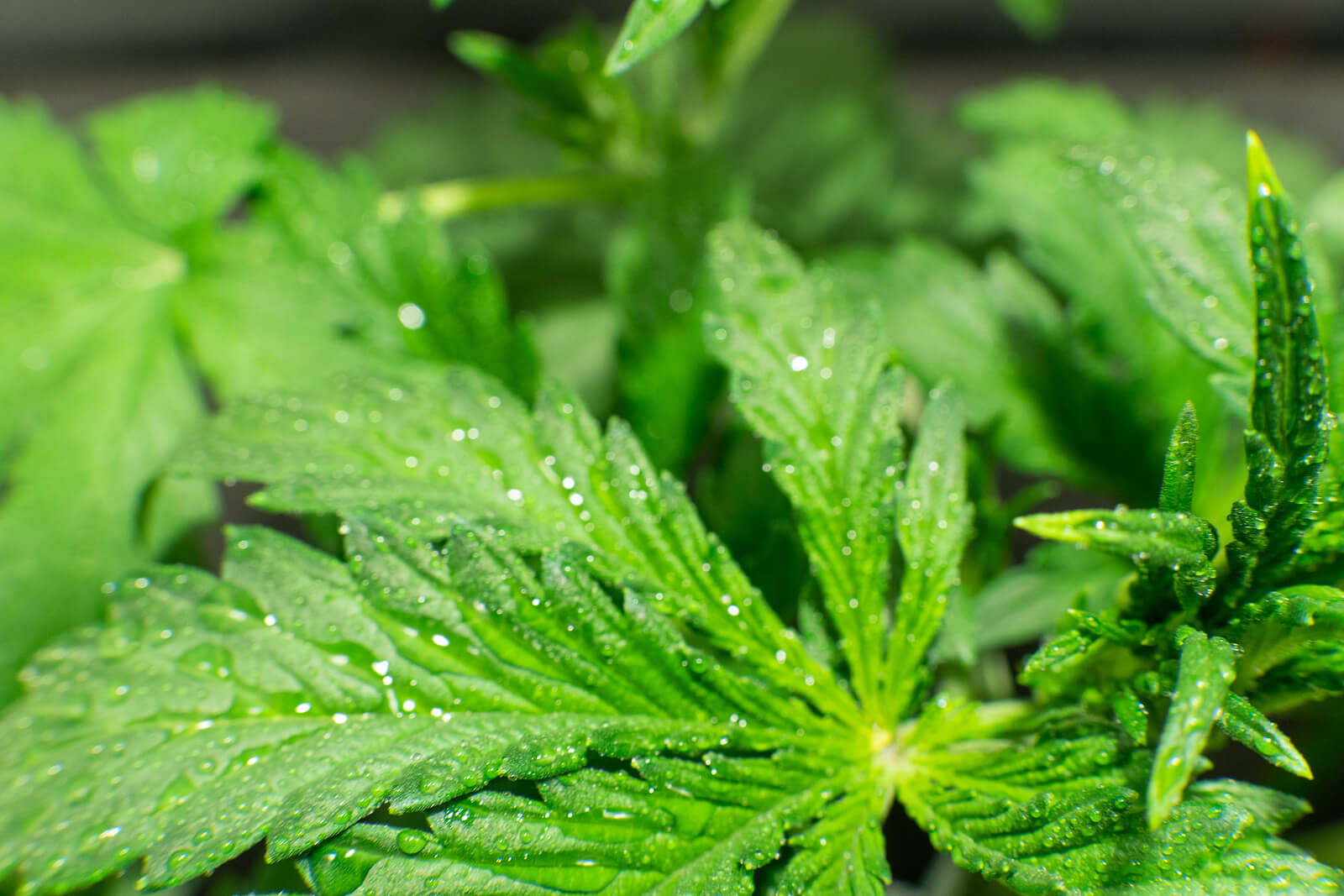 aphids cannabis plants