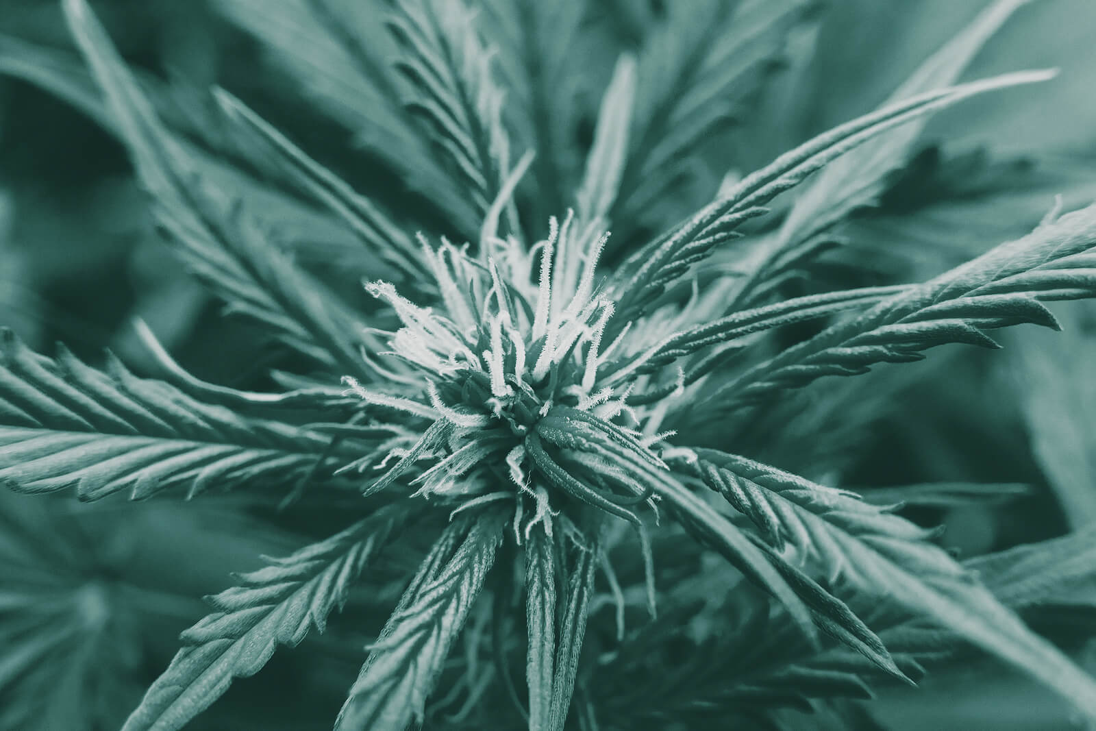 cannabis technology