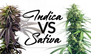 indica vs sativa