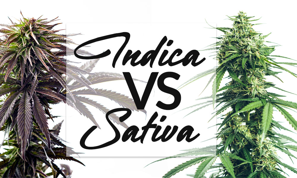 indica vs sativa
