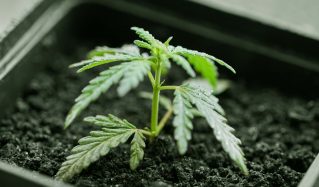 how to grow marijuana clones