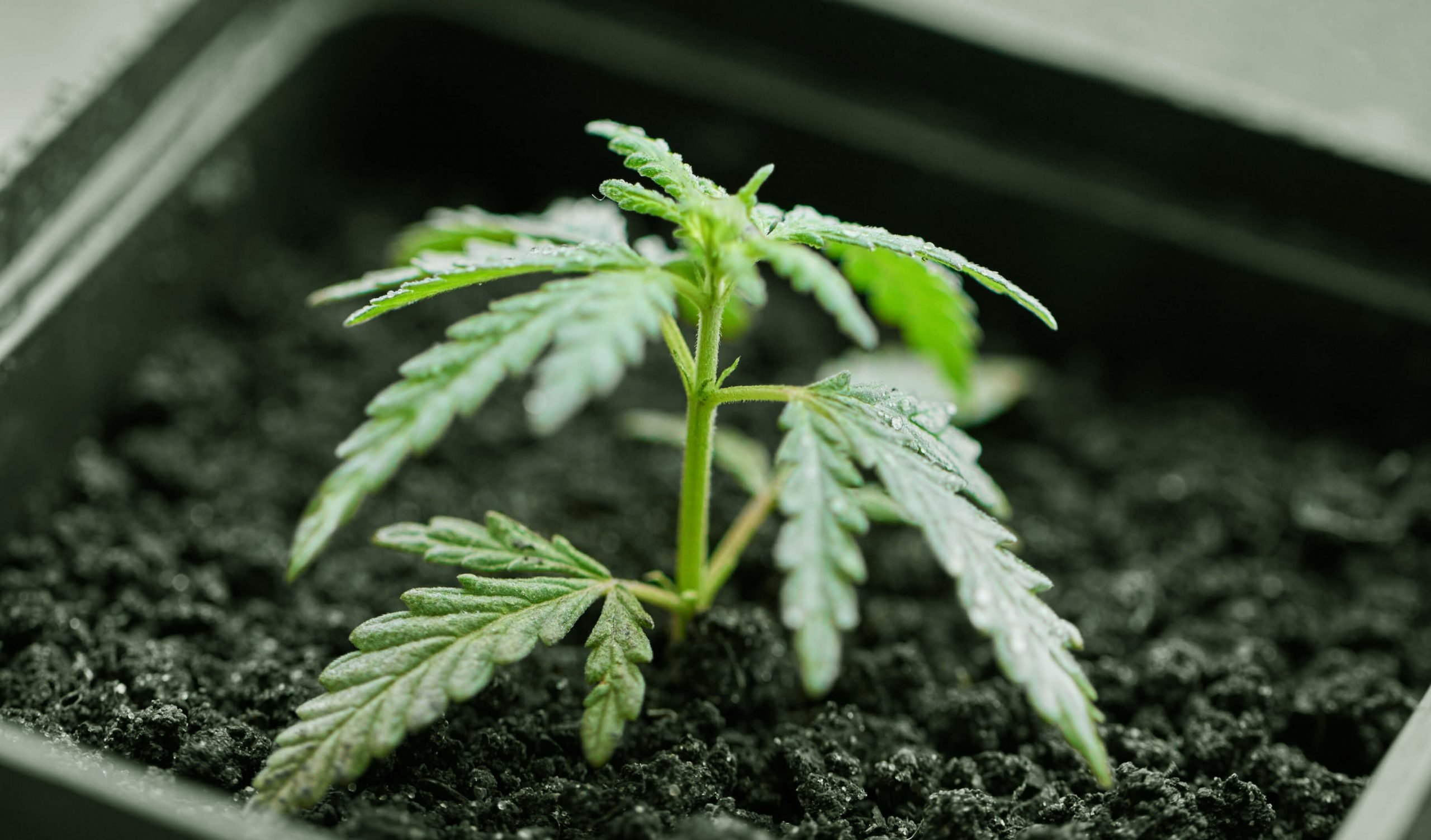how to grow marijuana clones