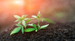 best nutrients growing weed