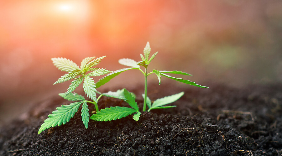best nutrients growing weed