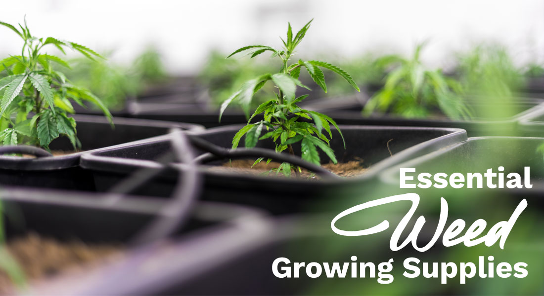 essential weed growing supplies