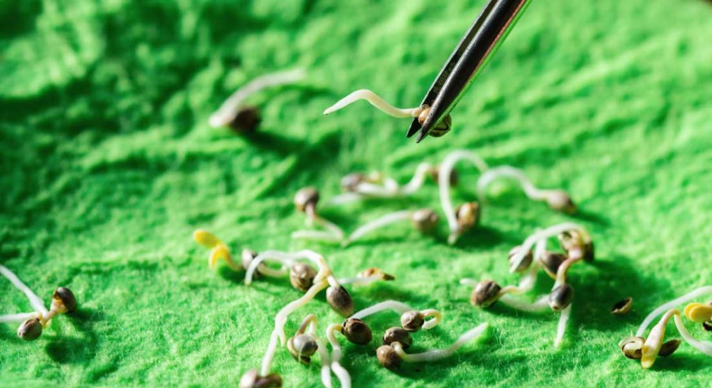Germinated marijuana seeds with taproot