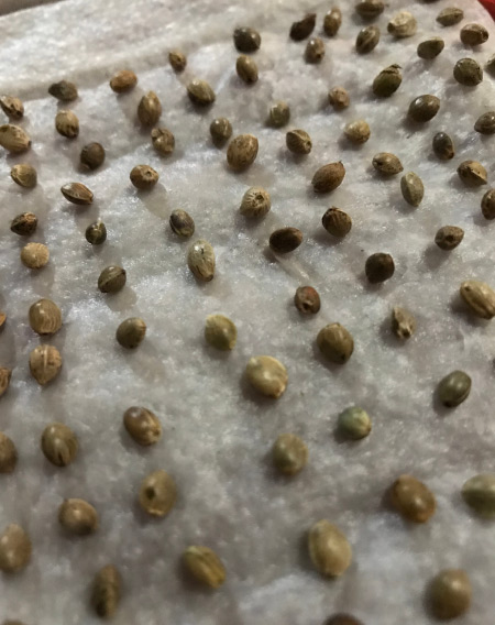 Germinating seeds on paper towels