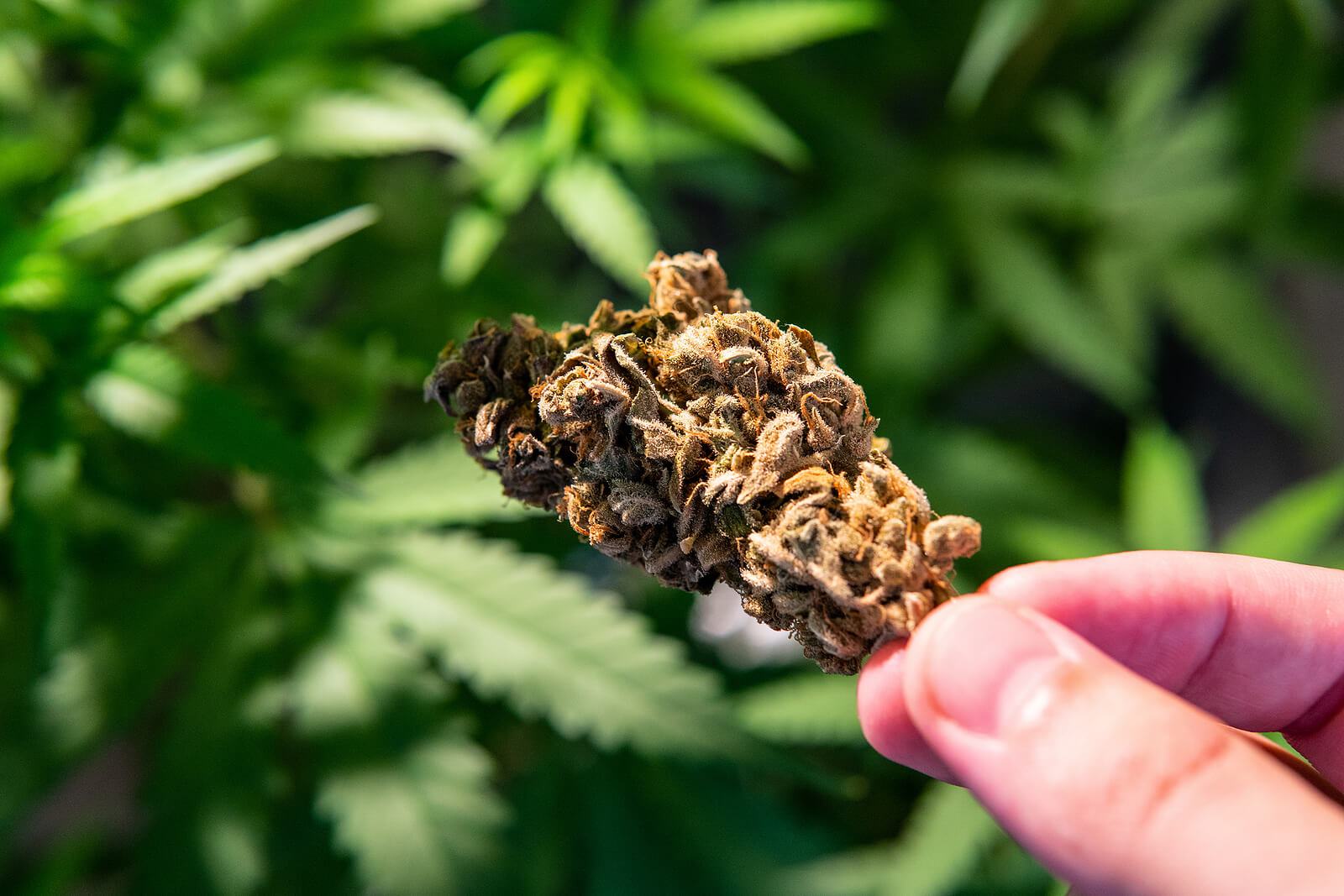 how to get rid of weed smells