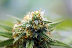 gorilla glue #4 strain